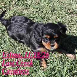 Velma - Black and tan female Cavalier King Charles Spaniel puppy in Quapaw, Oklahoma from Lost Creek Cavaliers