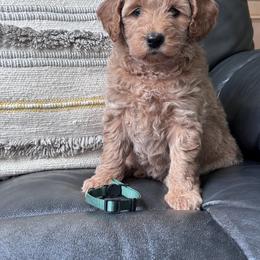 Goldendoodle and Poodle Puppies from East Valley Pups