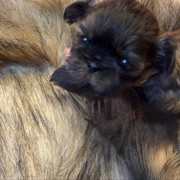 Cindy - Sable female Shih Tzu puppy in Brevard, North Carolina from House of Little Lions