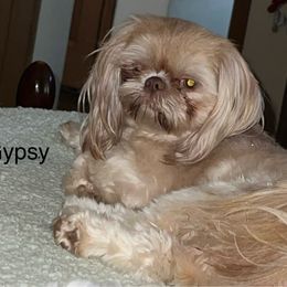 Gypsy - Shih Tzu