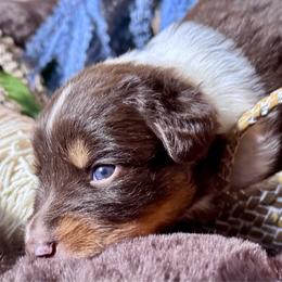 Girl-3 - Red tri-color female Australian Shepherd puppy in Ramona, California from Blue Moon Aussies