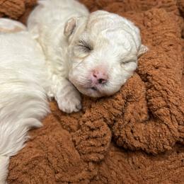 Cara - Cream female Maltipoo puppy in Clover, South Carolina from Cudi’s Buddies