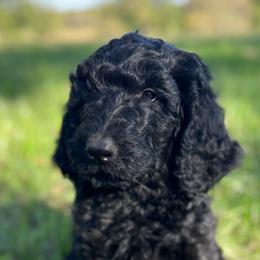 Linden - Black male Goldendoodle puppy in Osage City, Kansas from Golden Ridge Goldens