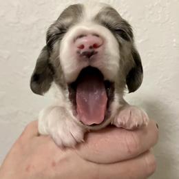 Beans - Dapple male Dachshund puppy in Brooksville, Florida from Dip N Doxies