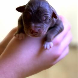 Baby Boy 1 - Black tri-color male Australian Shepherd puppy in Odessa, Texas from Yucca Blossom Pups