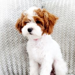 Oakley - Goldendoodle