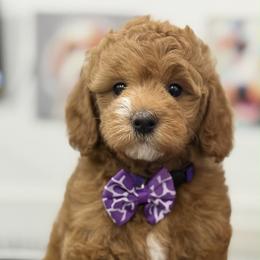 Felicity - purple collar - Red  female Goldendoodle puppy in Yuciapa, California from AlltheDoodlez_