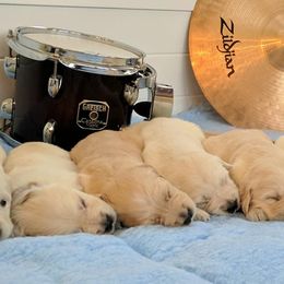 Golden Retriever Puppies from Darmorr Golden's