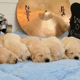 Golden Retriever Puppies from Darmorr Golden's