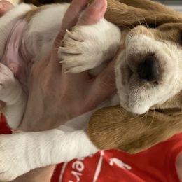 Basset Hound Puppies from Jelly Belly Bassets