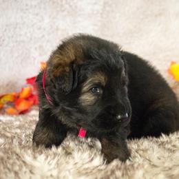 German Shepherd Puppies from Journey's German Shepherds (Kennel Vom Himmel)
