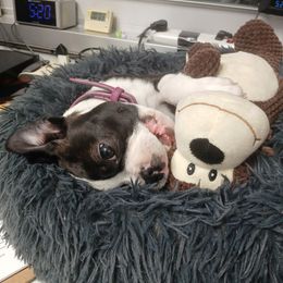 Boston Terrier Puppies from I Love Pups