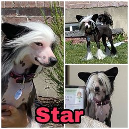 Star - Chinese Crested