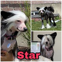 Star - Chinese Crested