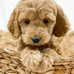 Goldendoodle Puppies from Mumzee Doodles