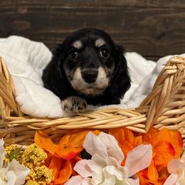 Peach - Black and cream female Dachshund puppy in Dothan, Alabama from Little House Pups