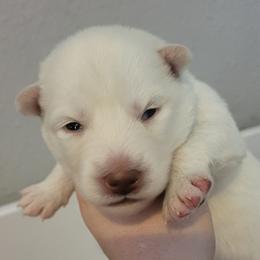 Red - White male Siberian Husky puppy in Swansea, Illinois from Husky B's