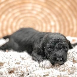 Jack Frost - Assorted Doodle Crosses puppy from Lucky Dog Puppies