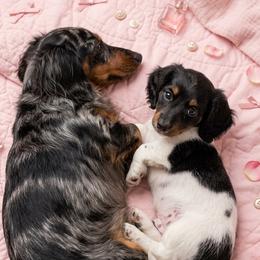 Grace - Black and tan female Dachshund puppy in Austin, Texas from Glorious Minis