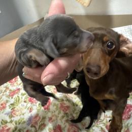 Blue 1 - Blue and tan female Dachshund puppy in Afton, Oklahoma from C5 Doodles