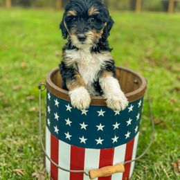 Zelda - Tri-color female Bernedoodle puppy in Rose Hill, North Carolina from Red Door Canines