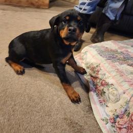 Girl 2 - Black and mahogany female Rottweiler puppy in Massachusetts from Von Gogginhaus Rottweilers