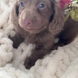 Slate - Fawn (Isabella) male Dachshund puppy in Bentonville, Arkansas from T & D Dachshunds by design