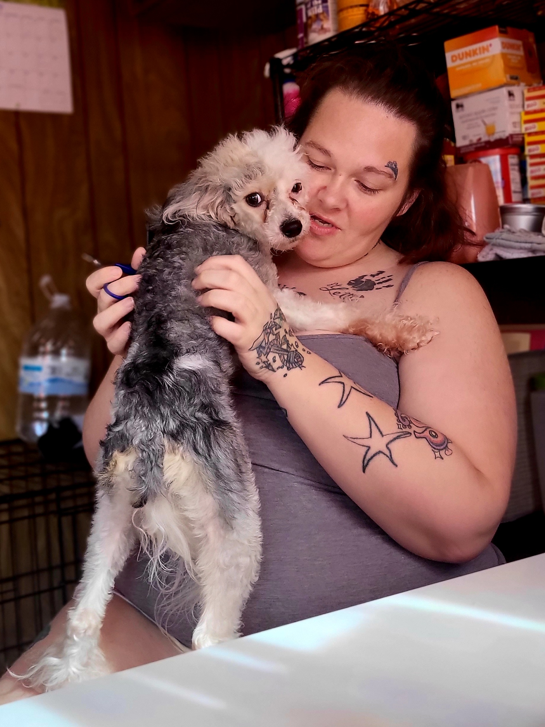 Chinese Crested and Shih Tzu All Grown Up from Wuppie Tree House
