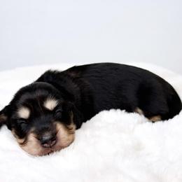 Armani - Black and cream male Dachshund puppy in Redding, California from Jean & Mae Doxies