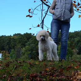 Poodle Puppies from D and D Standard Poodles