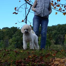 Poodle Puppies from D and D Standard Poodles