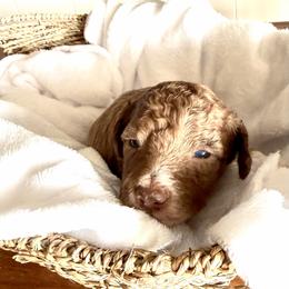 Merle boy 4 - Merle male Double Doodle puppy in Yoakum, Texas from The Scott’s Dood Ranch