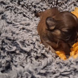 Shih Tzu puppies from K&T FURBABIES