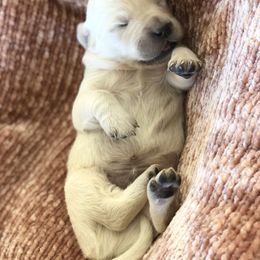 Golden Retriever Puppies from Brightside Goldens