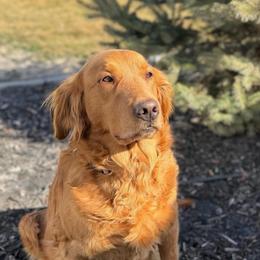 Penny - Golden Retriever