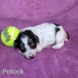 Pollock - Black and white male Cockapoo puppy in Sunset, Louisiana from Cano Cockapoos