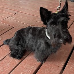 Tilly - Scottish Terrier