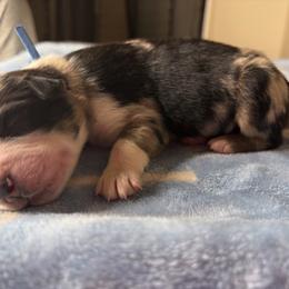 Australian Shepherd Puppies from Good Karma Aussies