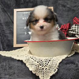 1 Orange collar female - Black and tan female Pembroke Welsh Corgi puppy in Harrisburg, Illinois from Parish Corgis