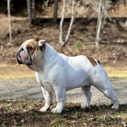 Dobby - Bulldog