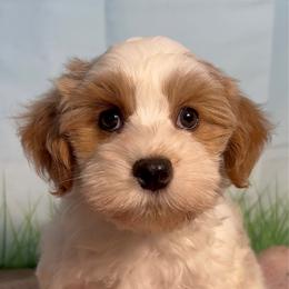 Bailey - Red male Havanese puppy in Clermont, Florida from Country Sweet Havanese and Creative Coaching