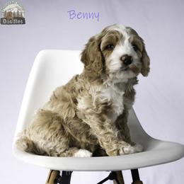 Benny - Apricot male Australian Labradoodle puppy in Cashmere, Washington from Mountain Home Doodles