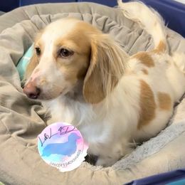 Daisy - Dachshund