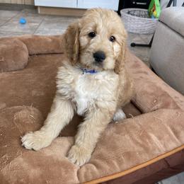 Tempo - Apricot male Goldendoodle puppy in Sugarcreek, Ohio from True Hearted Doodles