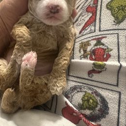 Poodle Puppies from Pixie Poodles