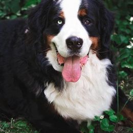 Remy - Bernese Mountain Dog
