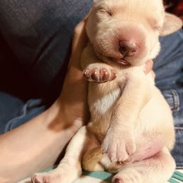Labrador Retriever and Pembroke Welsh Corgi Puppies from Burress Family Farm and Kennels