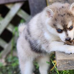 Girl 1 - Pomsky puppy in Elkton, Maryland from Pomsky Palace llc