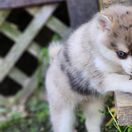 Girl 1 - Pomsky puppy in Elkton, Maryland from Pomsky Palace llc