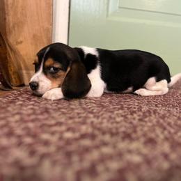 Beagle Puppies from Bachman’s Kennel